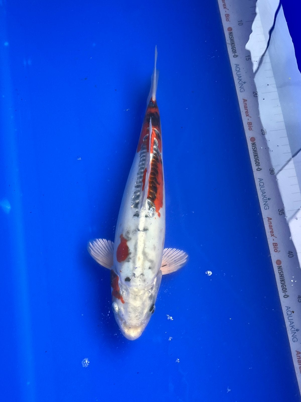 Doitsu Kujaku, Karper of Koi