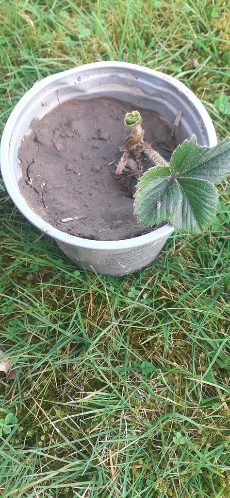 AARBEINPLANTEN, Ophalen of Verzenden, Overige soorten, Volle zon