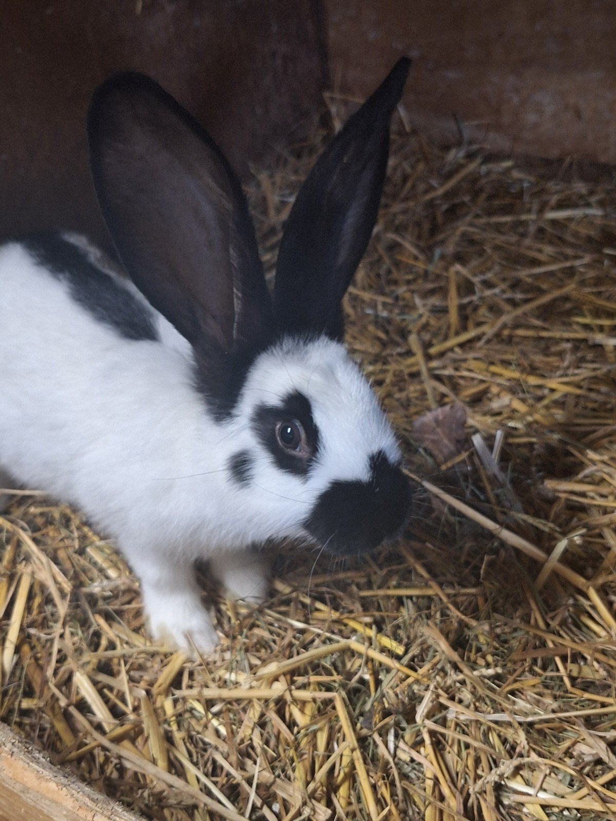 GROOT lotharinger jonge ram., Dieren en Toebehoren, Mannelijk, Groot, 0 tot 2 jaar