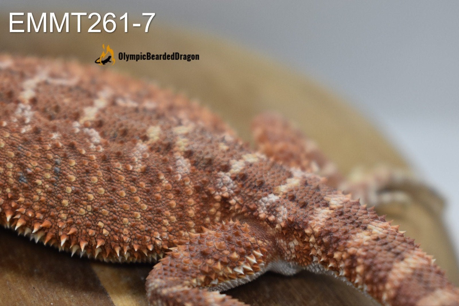 Baardagaam man Orange hypo het trans 50% het witblits Bearded Dragon photo 3