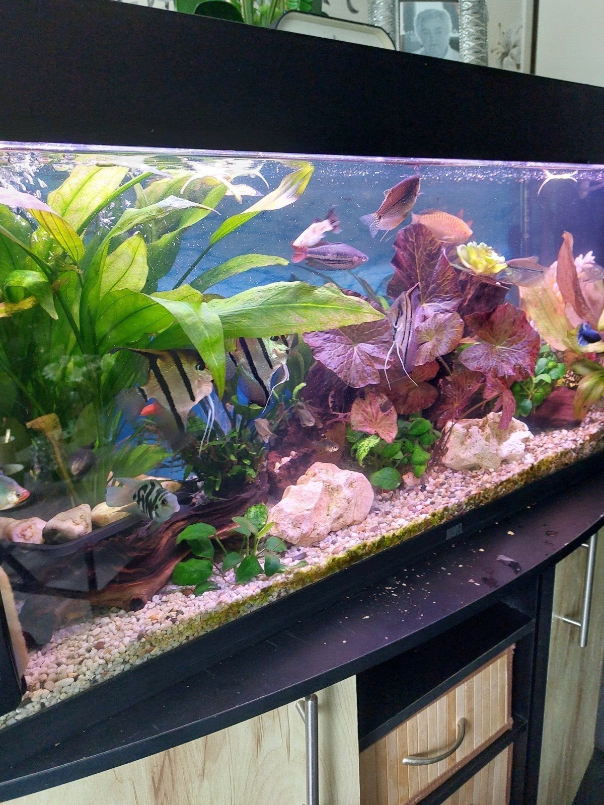 te koop een juwel, Dieren en Toebehoren, Ophalen of Verzenden, Inclusief toebehoren, Gebruikt, Gevuld zoetwateraquarium