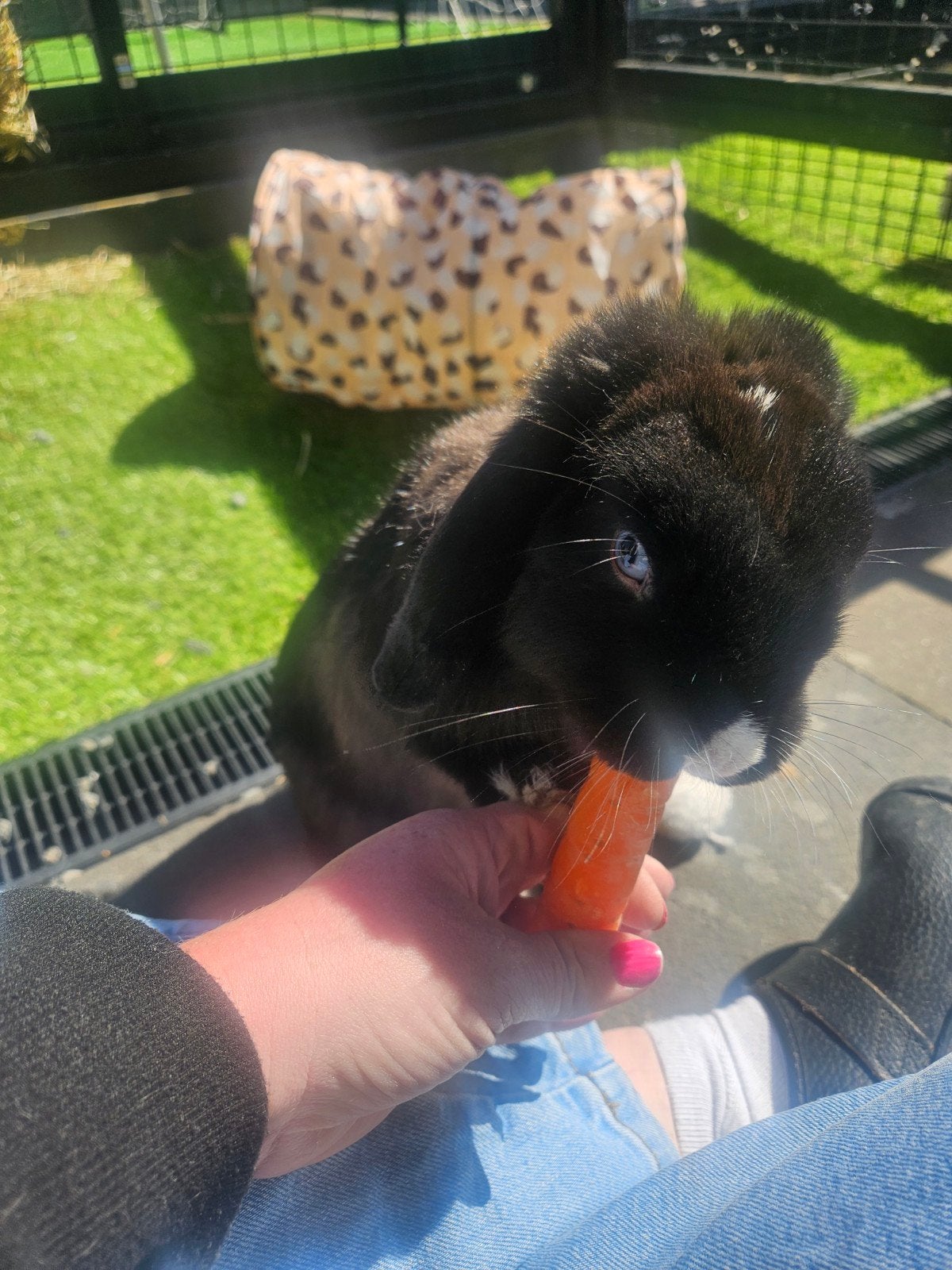 mooie lieve hangoor/minilop konijn, Vrouwelijk, Klein, Hangoor, 0 tot 2 jaar