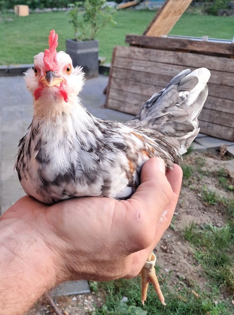 Serama haantjes, Dieren en Toebehoren, Pluimvee, Mannelijk, Kip