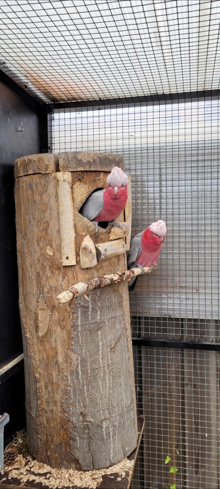 zeer mooi bewezen broed koppel rosé kakatoes uit 2017, Meerdere dieren, Papegaai, Geringd