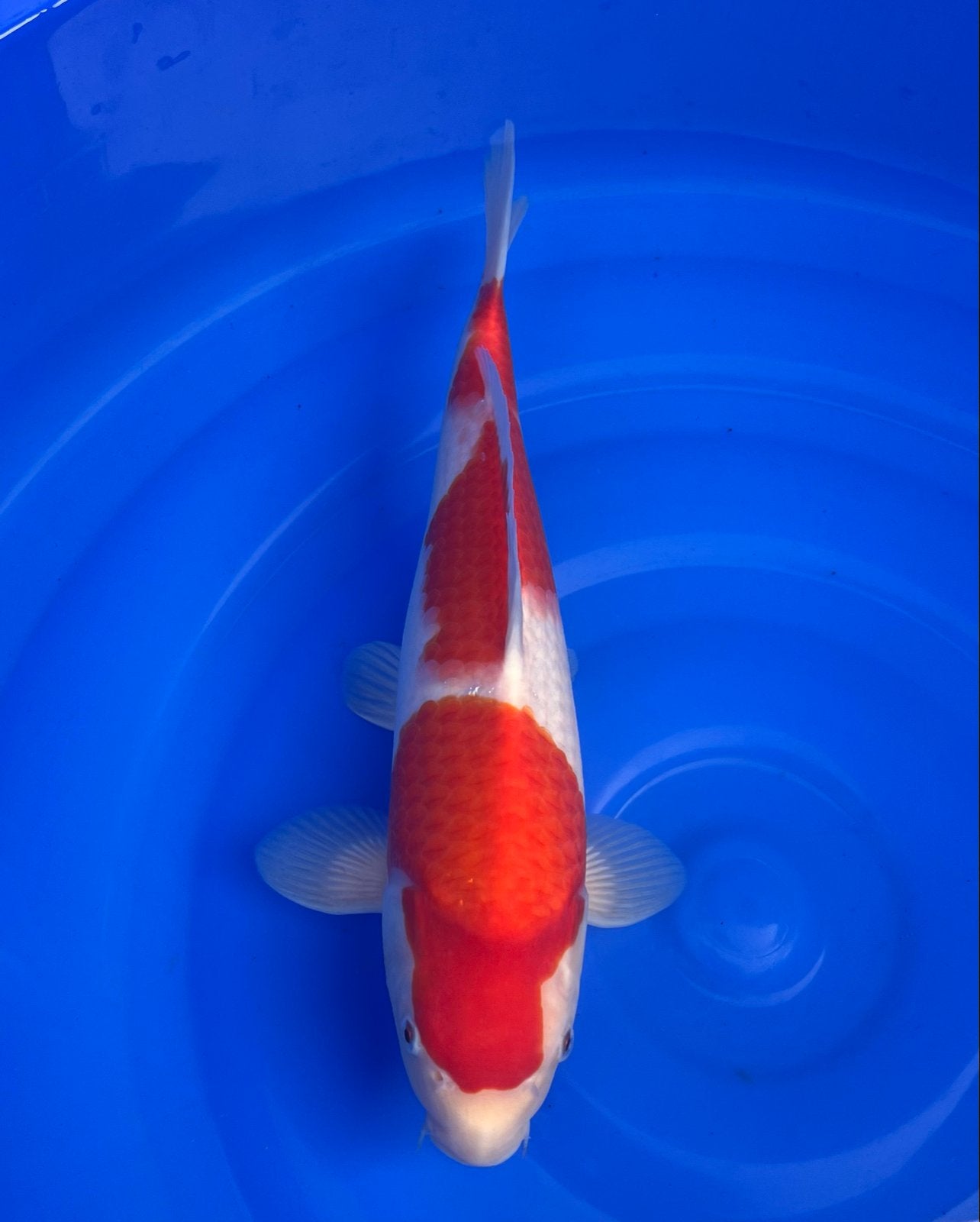 Japanse koi, Dieren en Toebehoren, Karper of Koi