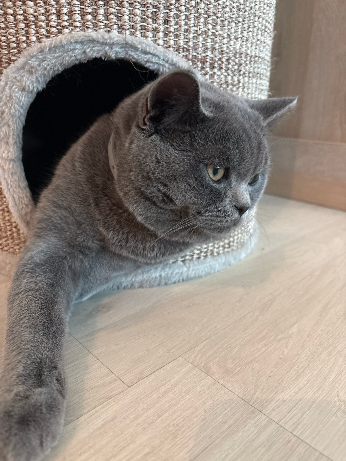 Britse Korthaar Dekkater TE KOOP, Dieren en Toebehoren