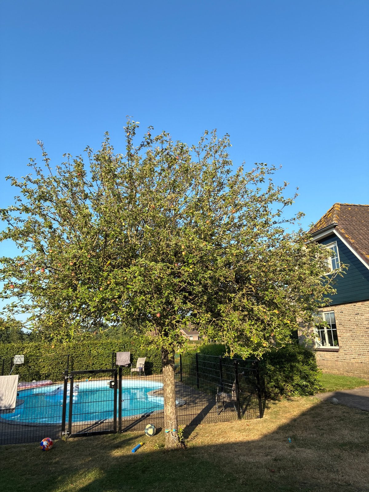 Grote appelboom met rijpe appels, Overige soorten, Lente, 250 tot 400 cm, Ophalen