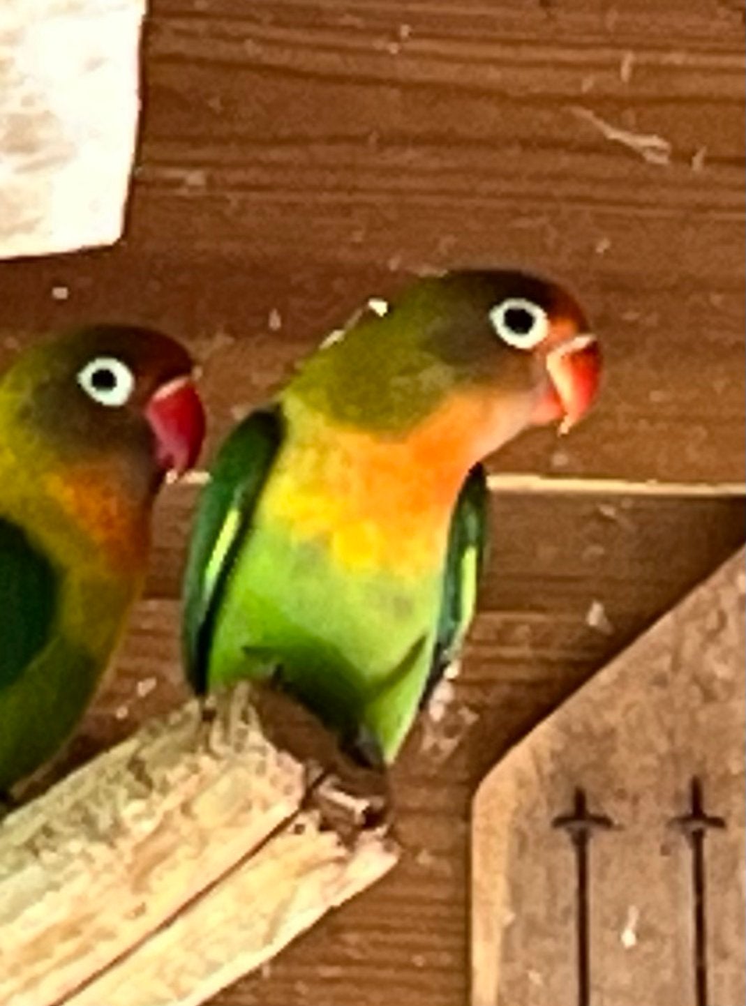 Agapornis/dwergpapegaai, Geslacht onbekend, Dwergpapegaai of Agapornis, Geringd