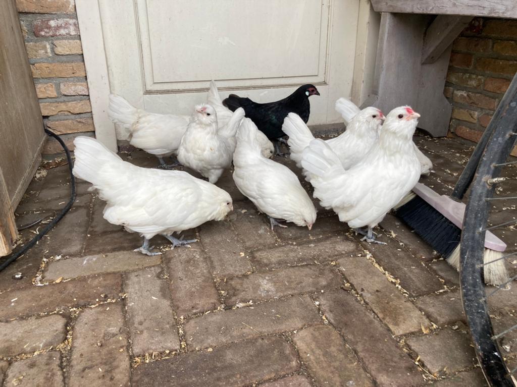 Baardkriel wit, Dieren en Toebehoren, Pluimvee, Meerdere dieren, Eend