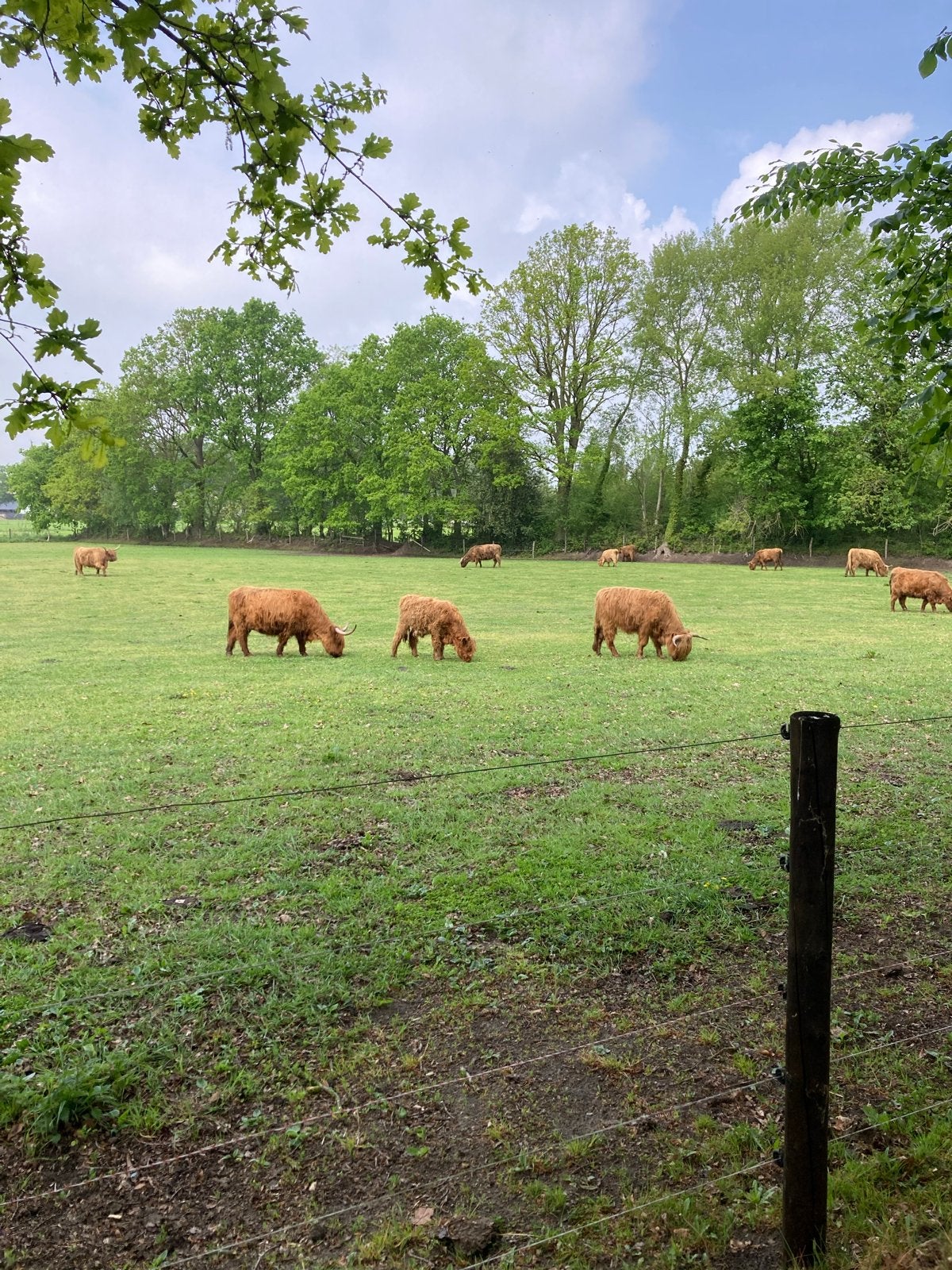 Schotse Hooglanders, Dieren en Toebehoren, Runderen, Meerdere dieren