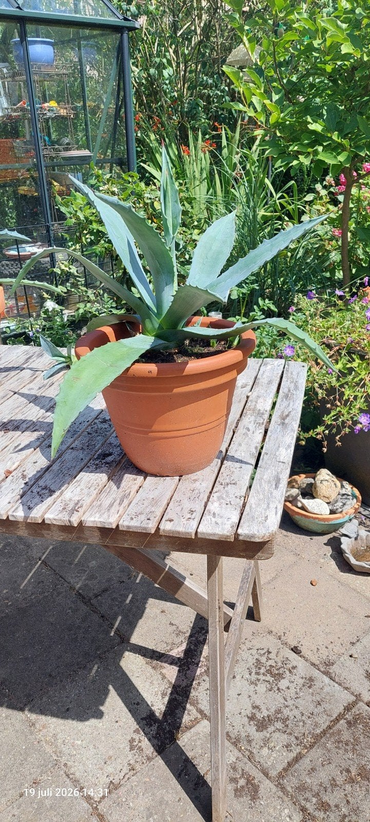 Agave in terracotta pot, Ophalen, Bloeit niet, Overige soorten, Volle zon