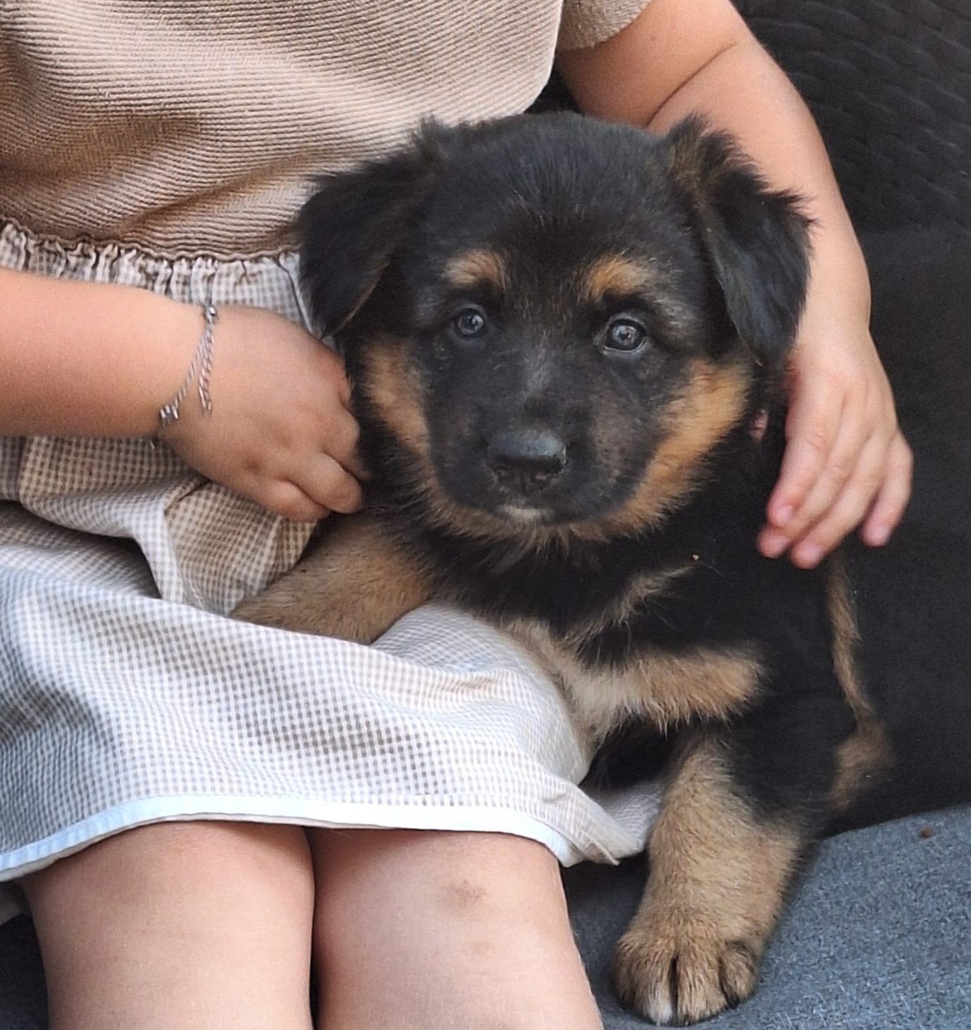 schitterende lieve Border Collie / Oud Duitse Herder pups, Reu, 8 tot 15 weken, Meerdere, Herder