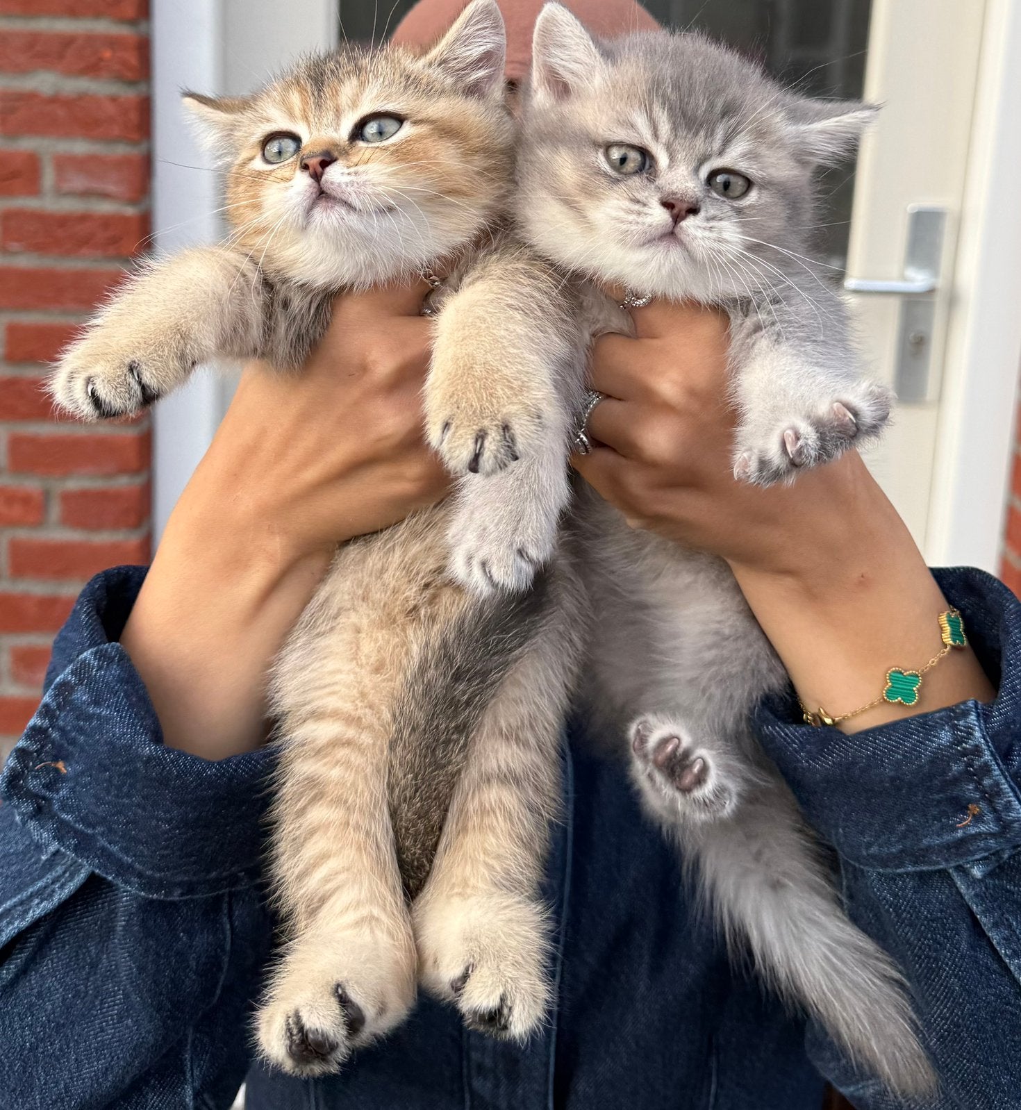 Britse korthaar kittens, Kater