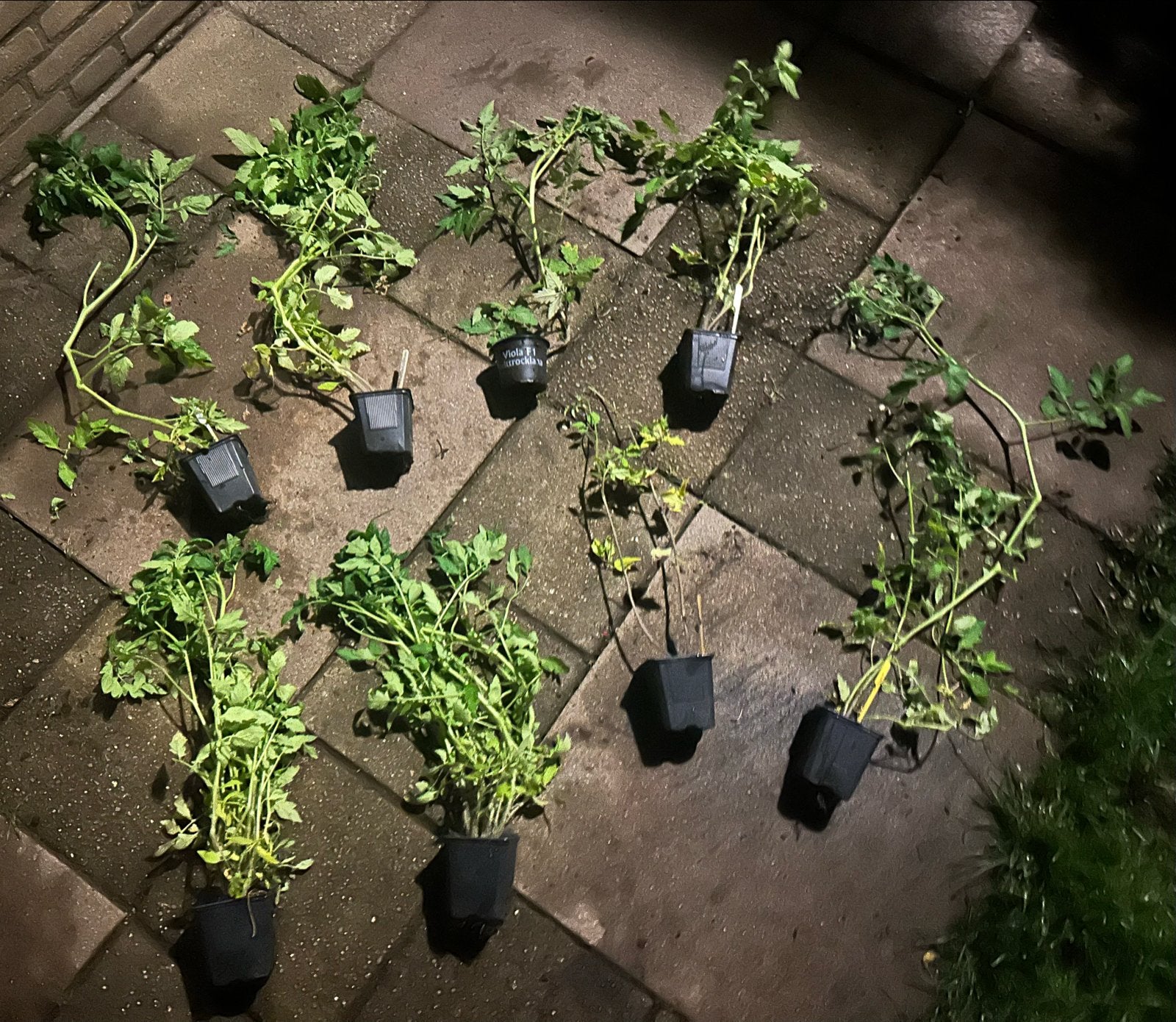 Tomatenplanten - Vers en klaar om te planten, Ophalen, Volle zon, Groenteplanten, Eenjarig