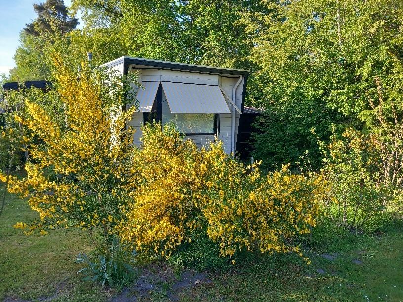 Geniet van het Drents Friese Wold in ons chalet in Wateren