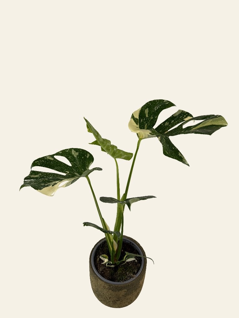 Monstera Thai Constellation p17, Huis en Inrichting, Kamerplanten, Ophalen of Verzenden, In pot, Halfschaduw, Minder dan 100 cm