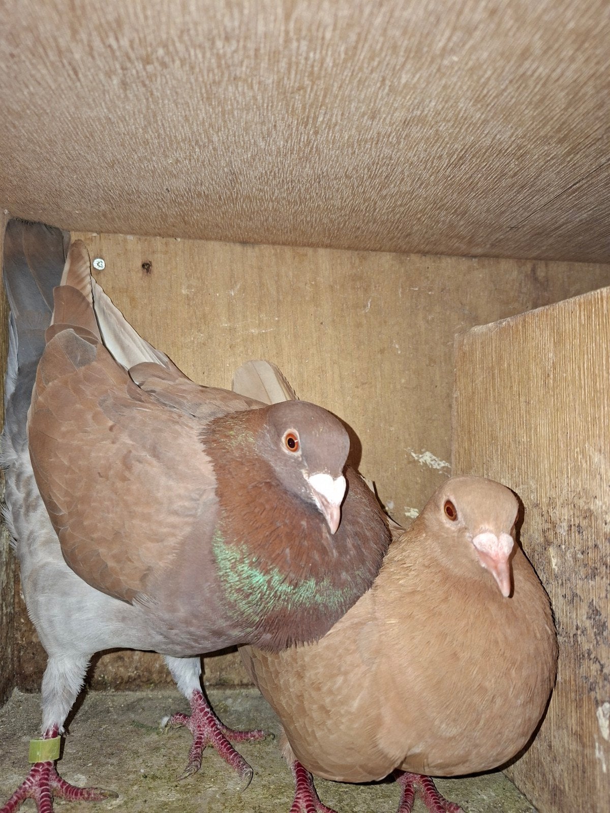 mooi koppel postduiven, Dieren en Toebehoren, Vogels | Duiven, Meerdere dieren, Postduif