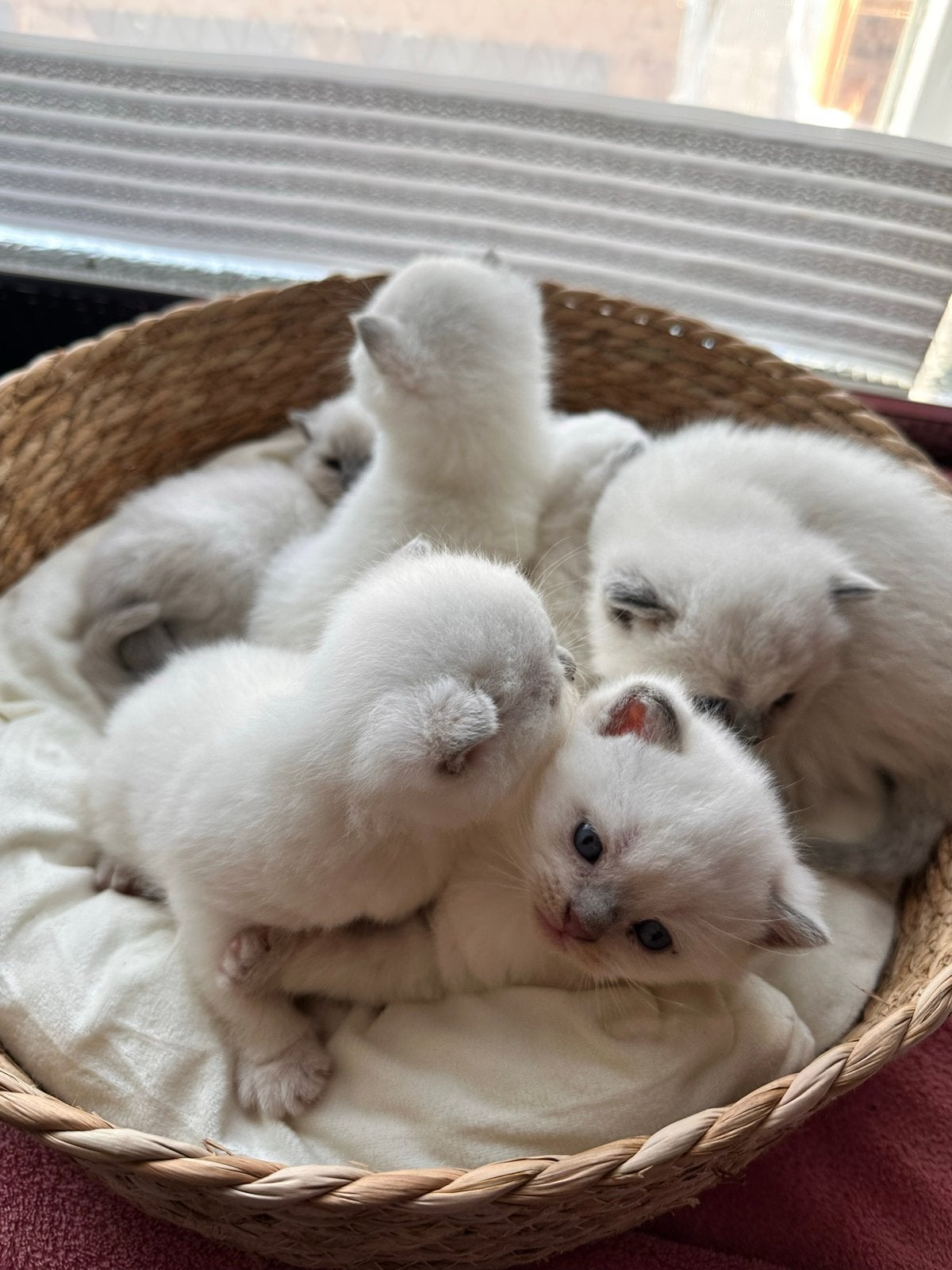 Britse Korthaar kittens met stamboom–Blue Point &Lilac Point, Dieren en Toebehoren, Katten en Kittens | Raskatten | Korthaar, Meerdere dieren