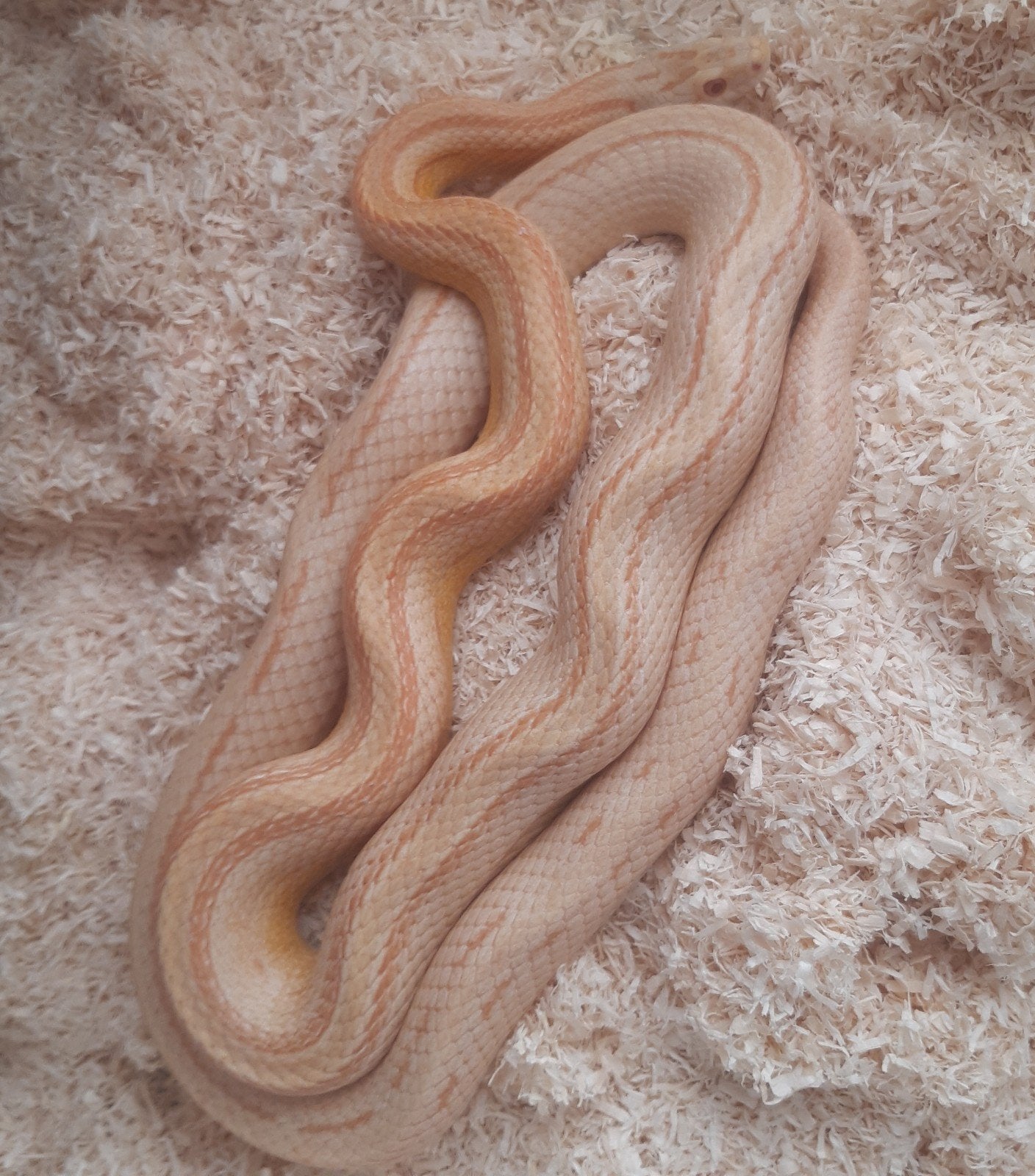 Rattenslang 1.0 Buf butter stripe Rat Snake photo 3