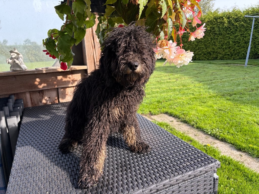 Labradoedle reu Phantom kleur, Dieren en Toebehoren, Reu, CDV (hondenziekte), 8 tot 15 weken, Eén hond