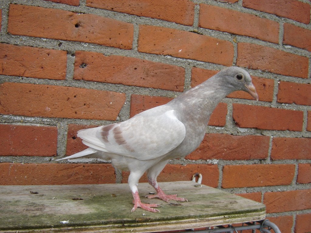 Kleur duif '', Geslacht onbekend, Postduif