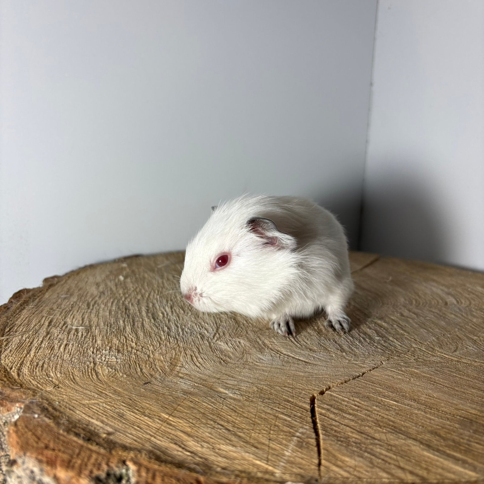 Mooie witte Californian zeugje, Dieren en Toebehoren, Augustus, Vrouwelijk, Cavia