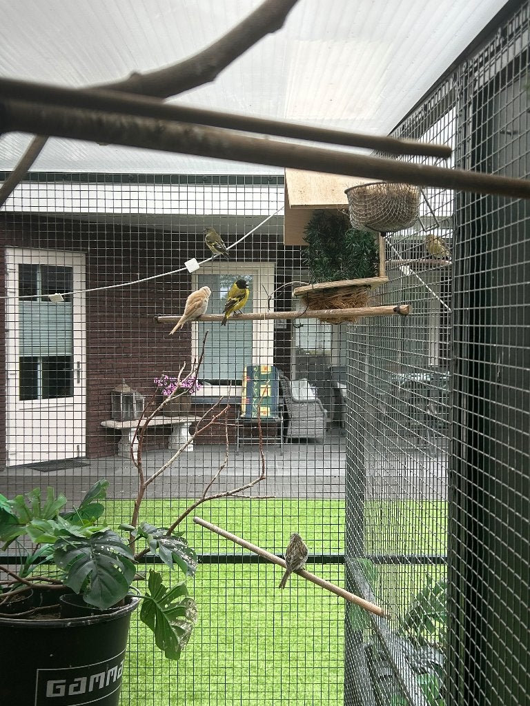 Te koop, Meerdere dieren, Tropenvogel