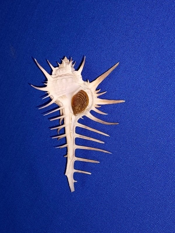 Schelpen, Murex ternispira, Ophalen of Verzenden, Schelp(en)