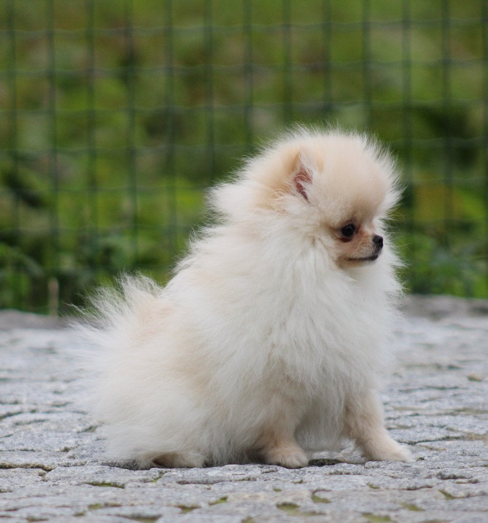 Pomeriaan pup, België, Keeshond, CDV (hondenziekte), 8 tot 15 weken