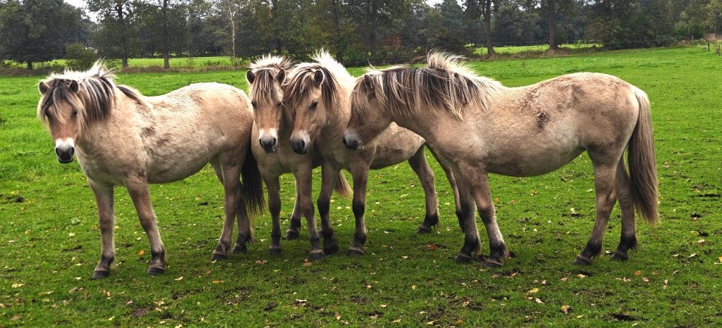 fjorden enter merrie, Merrie, Minder dan 160 cm, Met stamboom, 0 tot 2 jaar