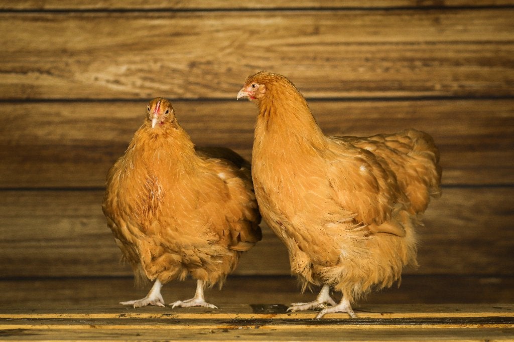 Orpington groot | Rustige kippen | Passend advies, Vrouwelijk, Kip