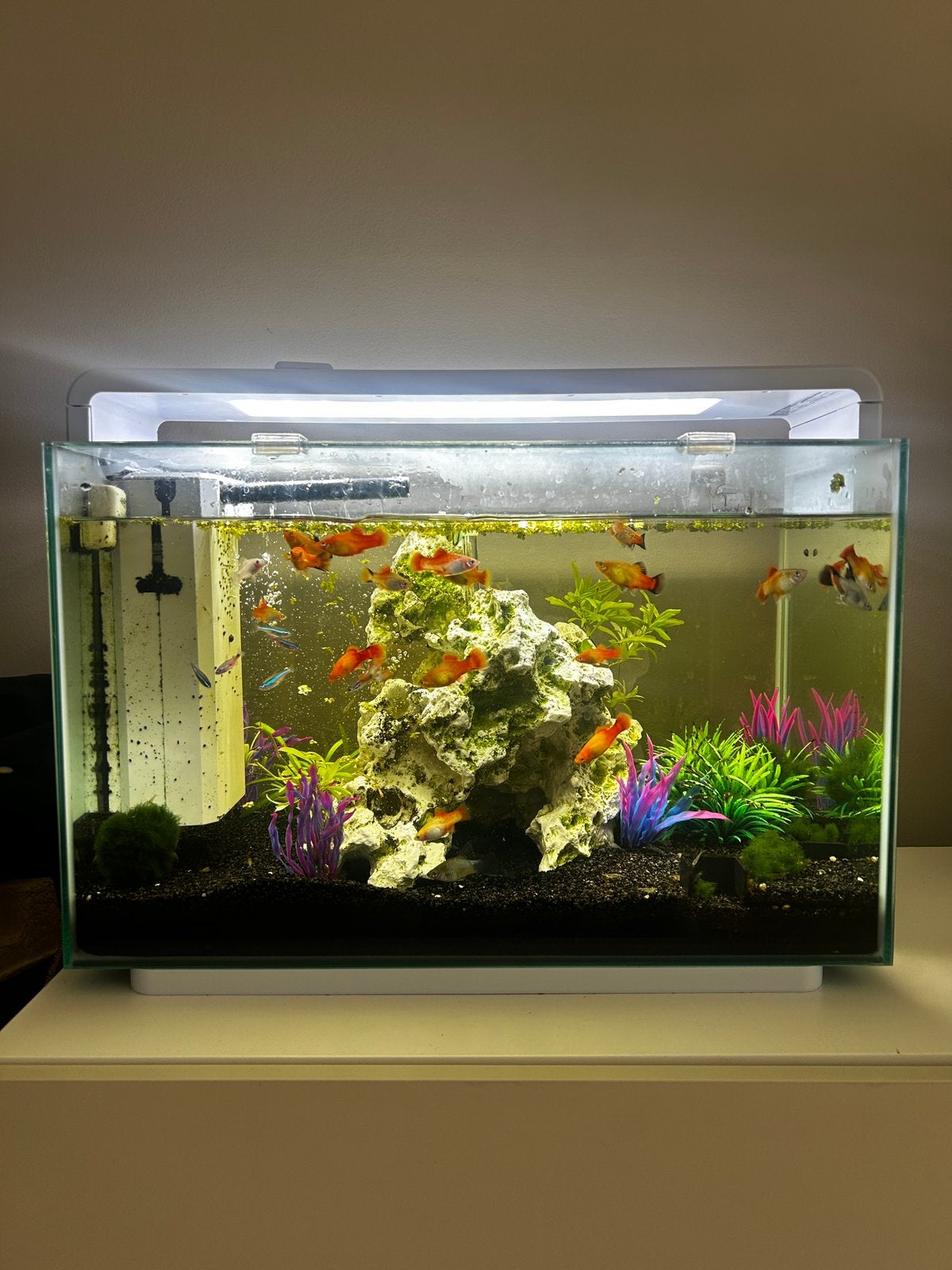 Superfish Home ProLED 65 Aquarium Wit, Ophalen, Superfish, Inclusief vissen, Gevuld zoetwateraquarium