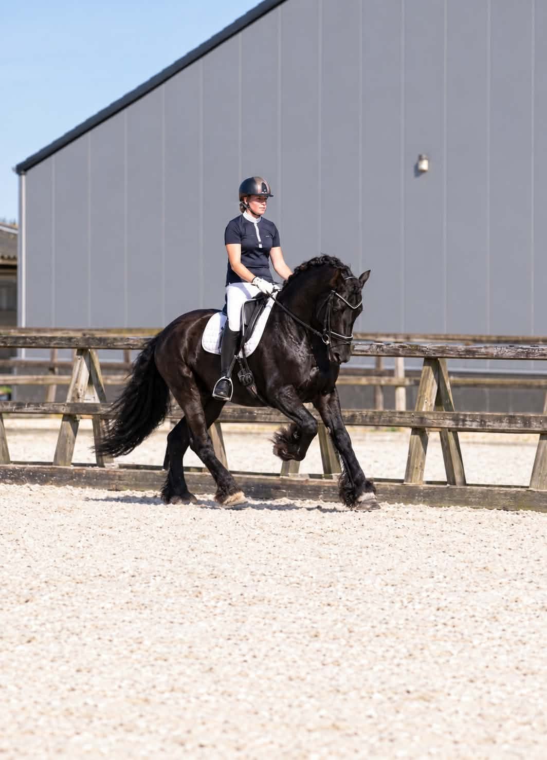 Lieve Friese ruin, Dieren en Toebehoren, Met stamboom, Z, Ruin, Dressuurpaard