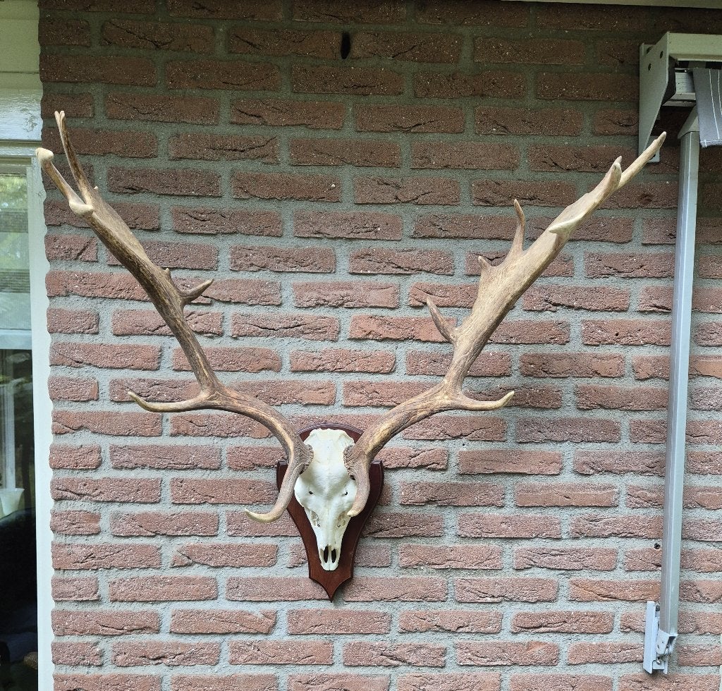 Groot Damhert Gewei op Houten Schild - Topkwaliteit a9, Ophalen, Zo goed als nieuw, Hert, Gewei of Kop