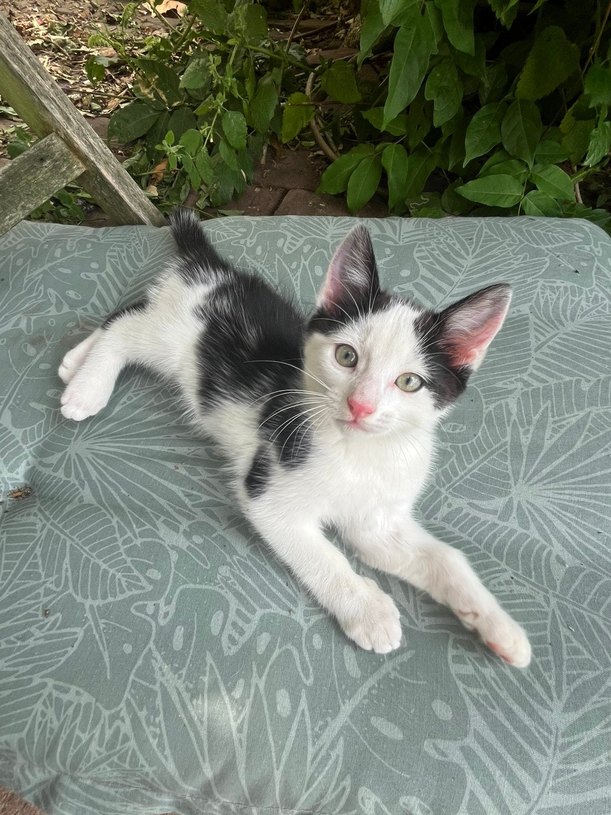 Kater (wit-zwart), Kater, Kortharig, 0 tot 2 jaar