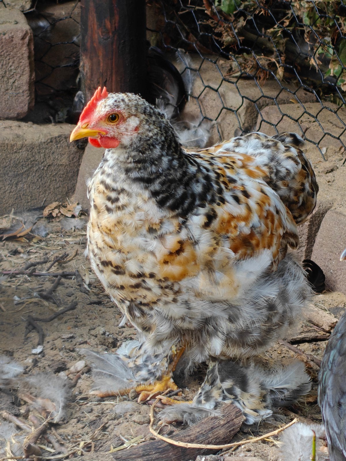 hanen Cochin kriel, Mannelijk, Kip