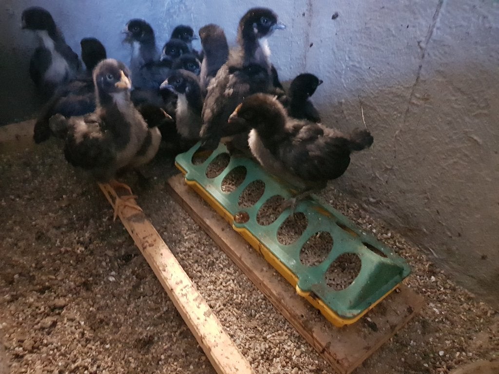 Barbezieux kuikens, Dieren en Toebehoren, Pluimvee, Geslacht onbekend, Kip