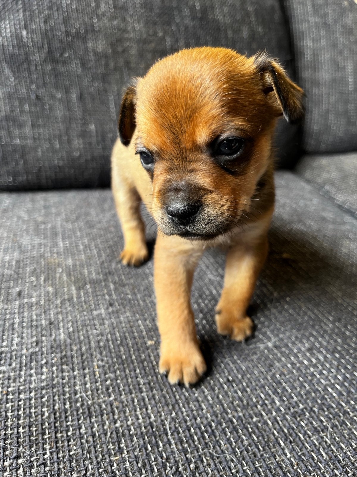 Te koop 4 prachtige puppy’s, Dieren en Toebehoren, Meerdere, Meerdere dieren, Nederland, Particulier