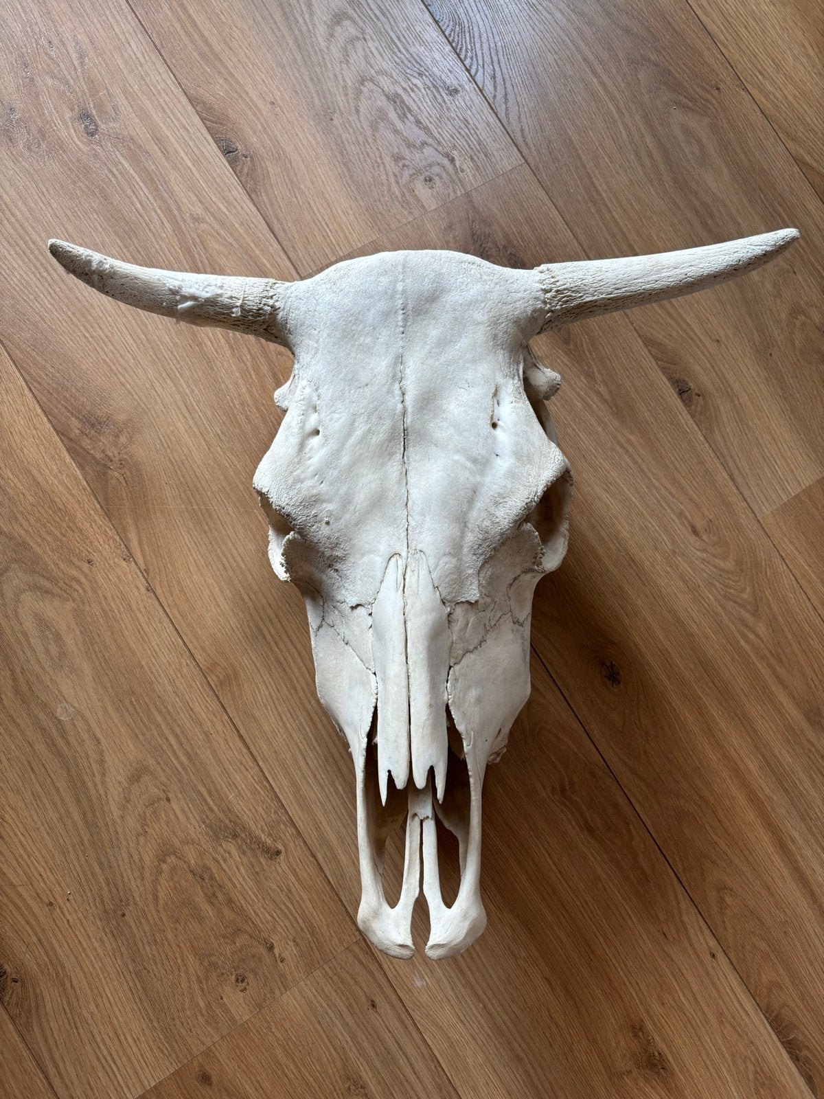 Grote schedel van een rund met hoorns, Ophalen of Verzenden, Gebruikt, Boerderijdier, Schedel