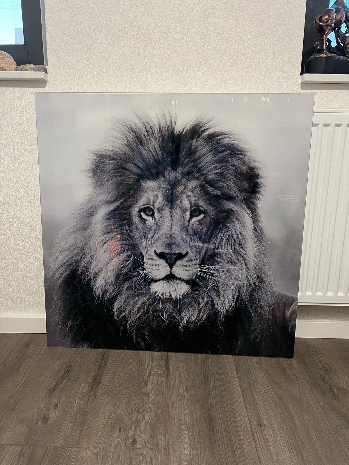 Prachtige Leeuwenprint op glas - Zwart-wit, Ophalen, 75 tot 100 cm, 75 – 100, Print