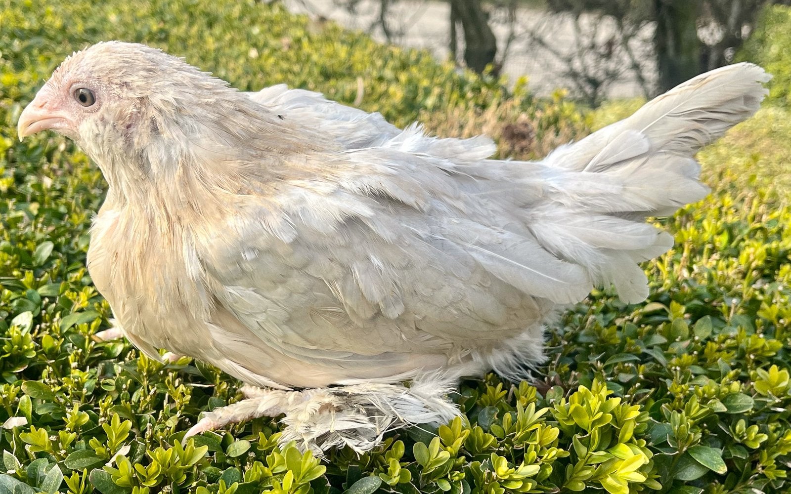 Prachtige baardkriel kippen te koop, Dieren en Toebehoren, Meerdere dieren, Kip