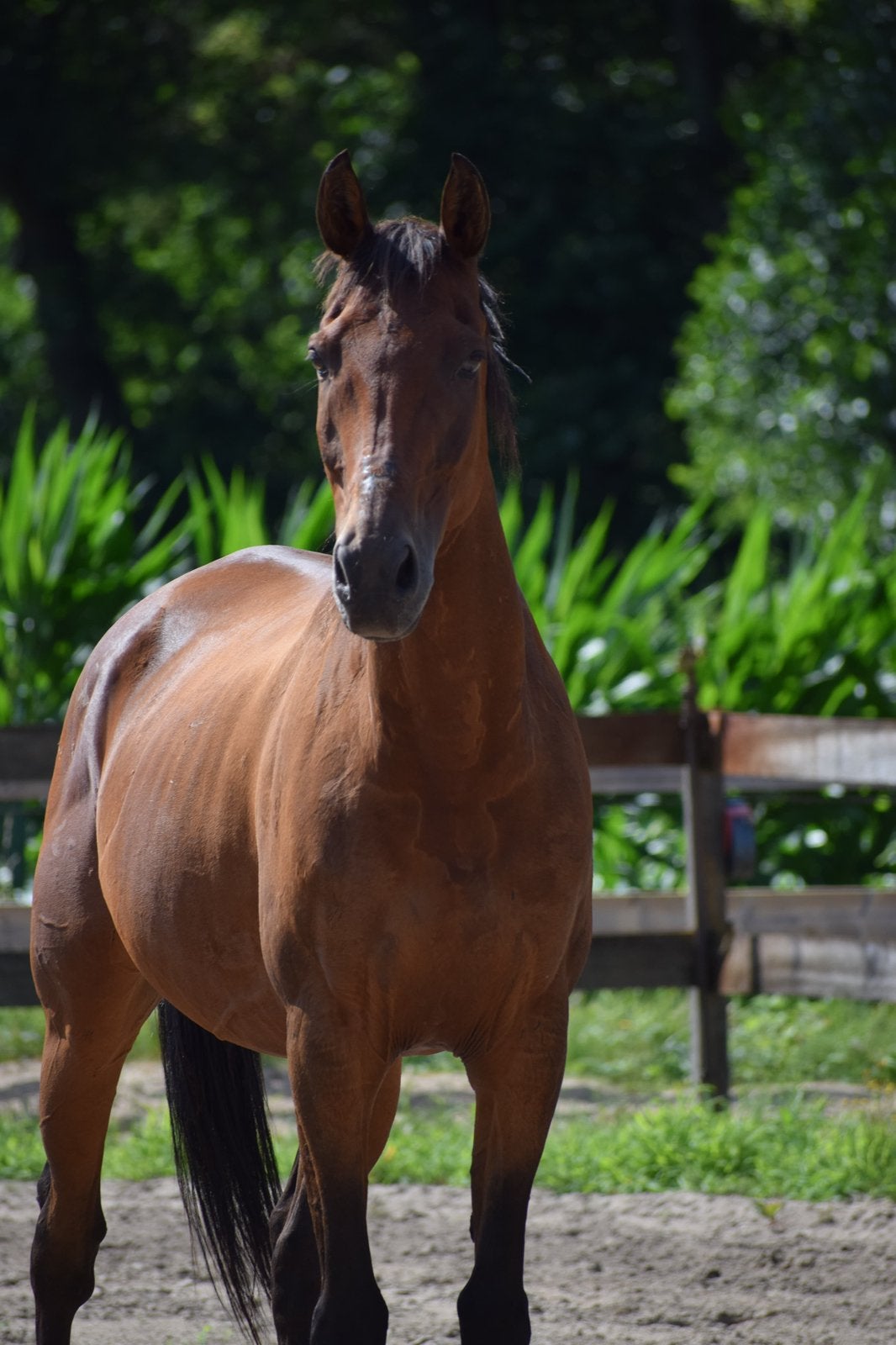 Gezocht: weide voor paard, Dieren en Toebehoren