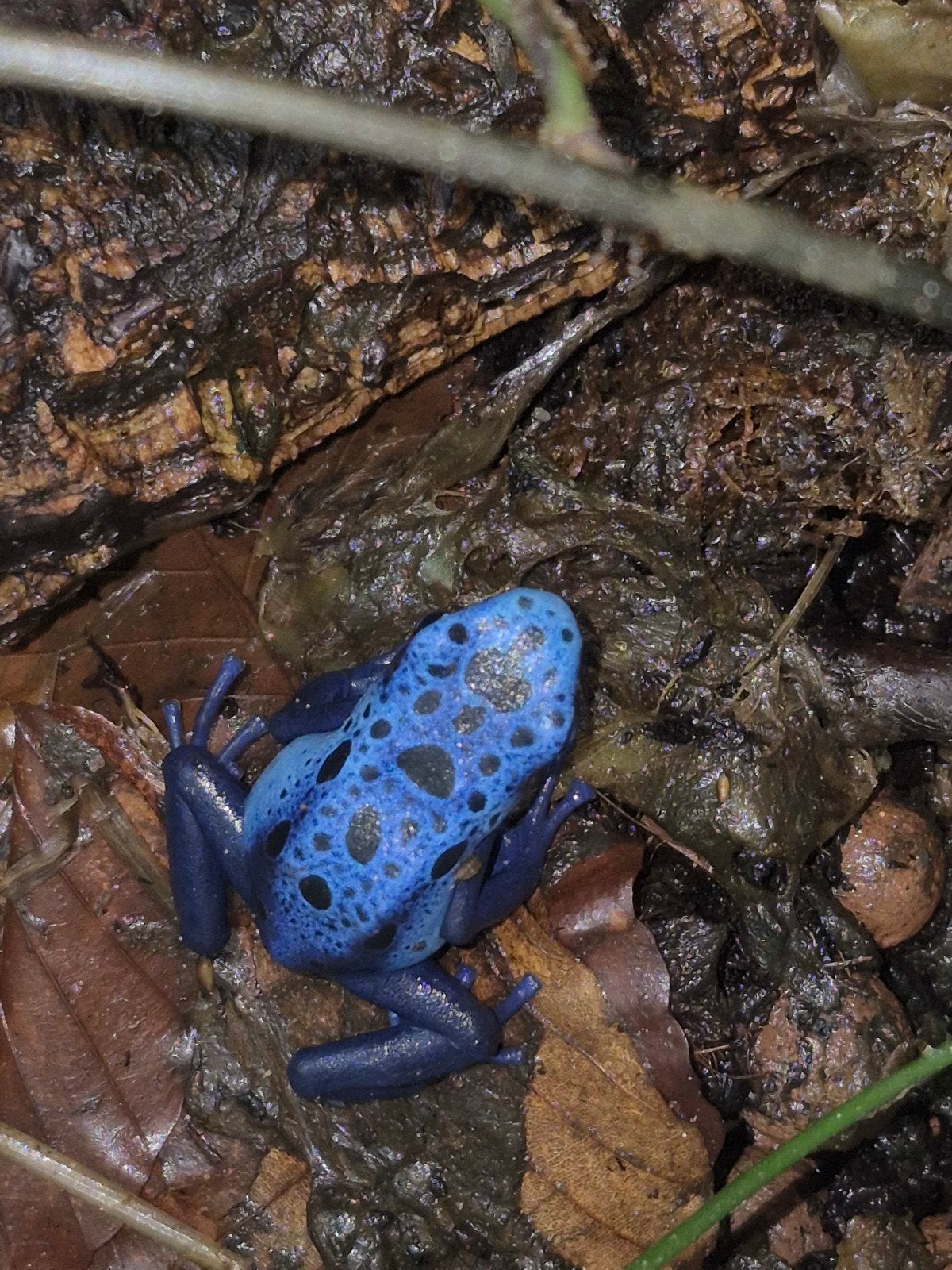 dendrobates tinctorius azureus, Amfibie, 0 tot 2 jaar