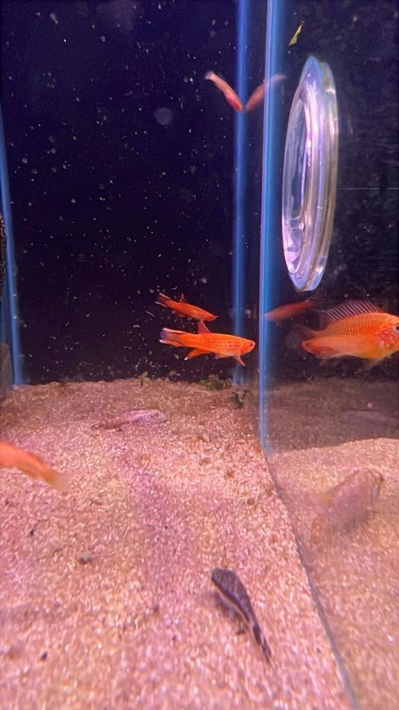 Kaap lopez goud, Dieren en Toebehoren, Vissen | Aquariumvissen, Vis, Zoetwatervis, Schoolvis