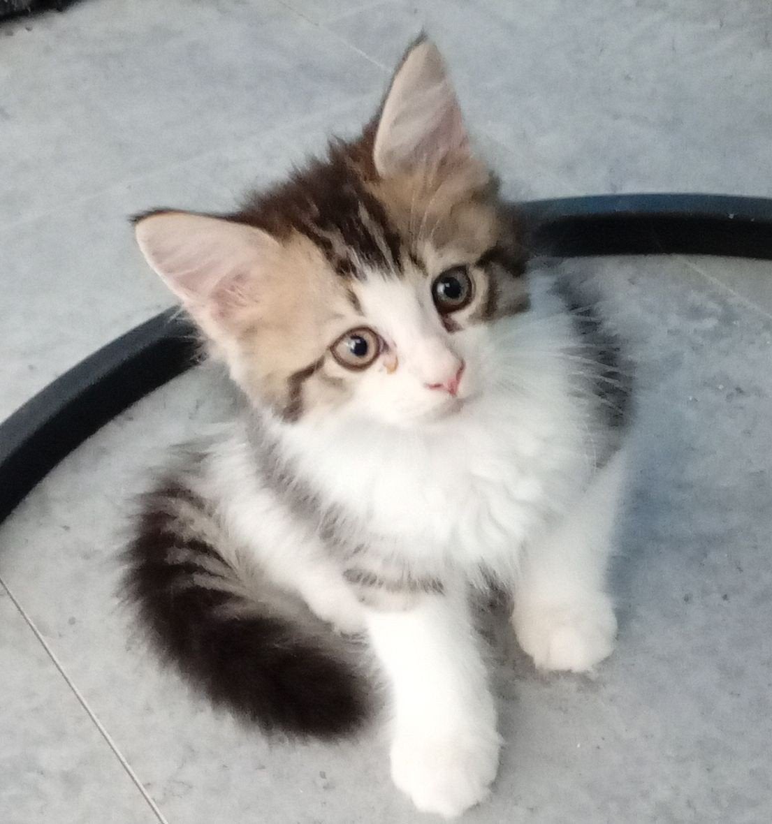 Maine Coon kittens XL langharig klaar voor vertrek, Dieren en Toebehoren, Meerdere dieren, Ontwormd, 0 tot 2 jaar