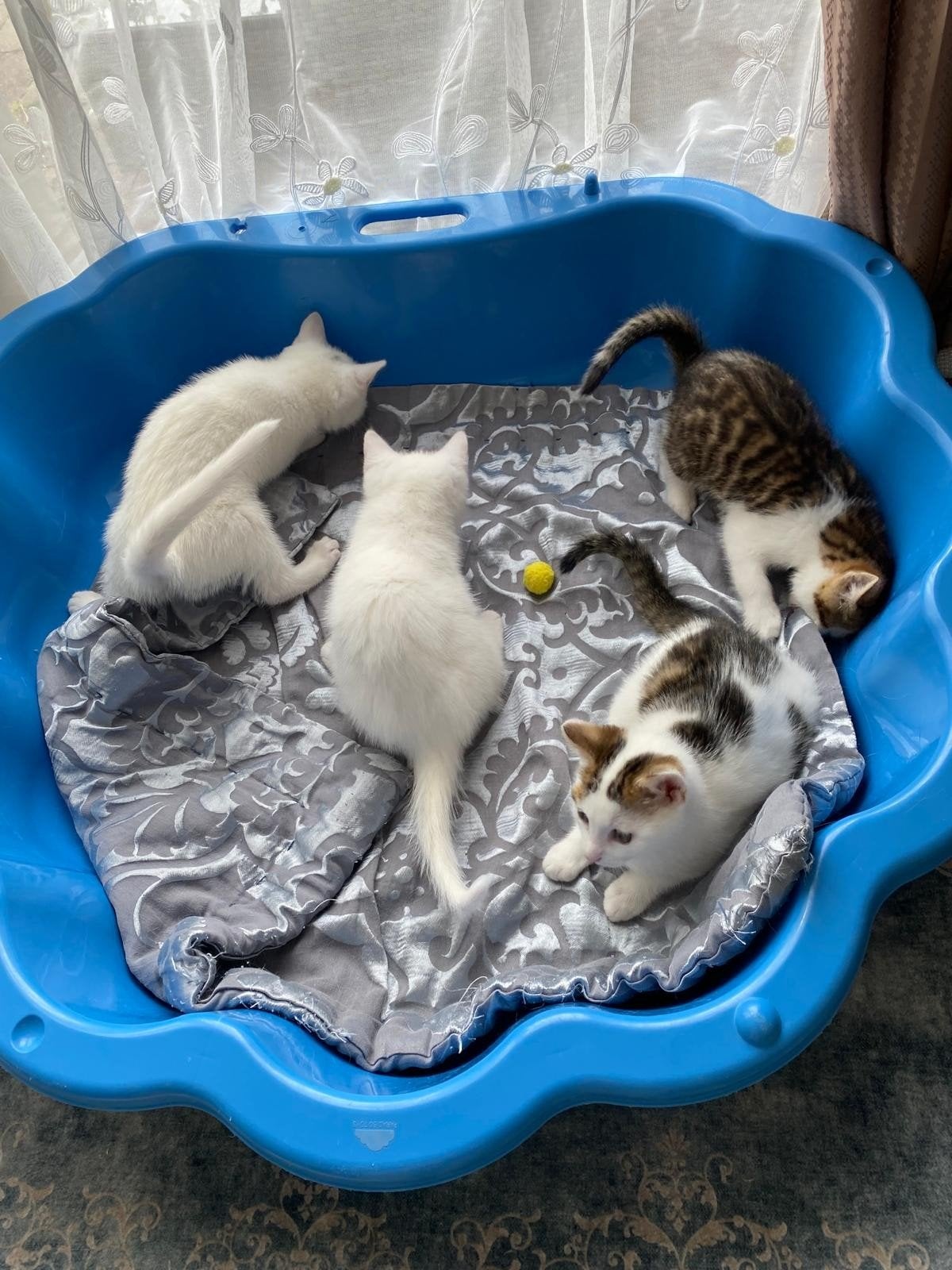 4 kittens te koop (2 volledig wit & 2 met spots), Dieren en Toebehoren, Katten en Kittens | Raskatten | Korthaar, Meerdere dieren
