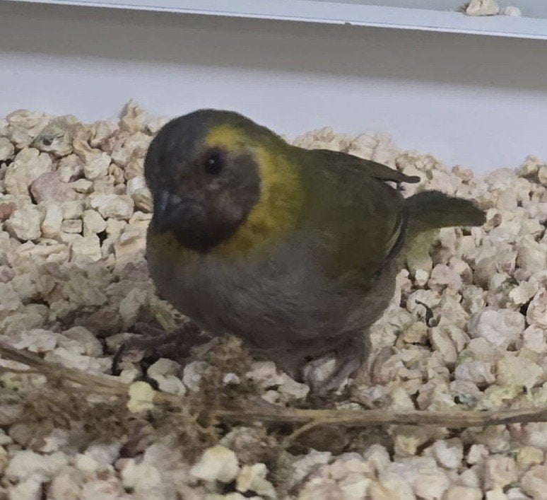 Popje kleine cubavink, Dieren en Toebehoren, Vogels | Overige Vogels, Vrouwelijk, Tropenvogel