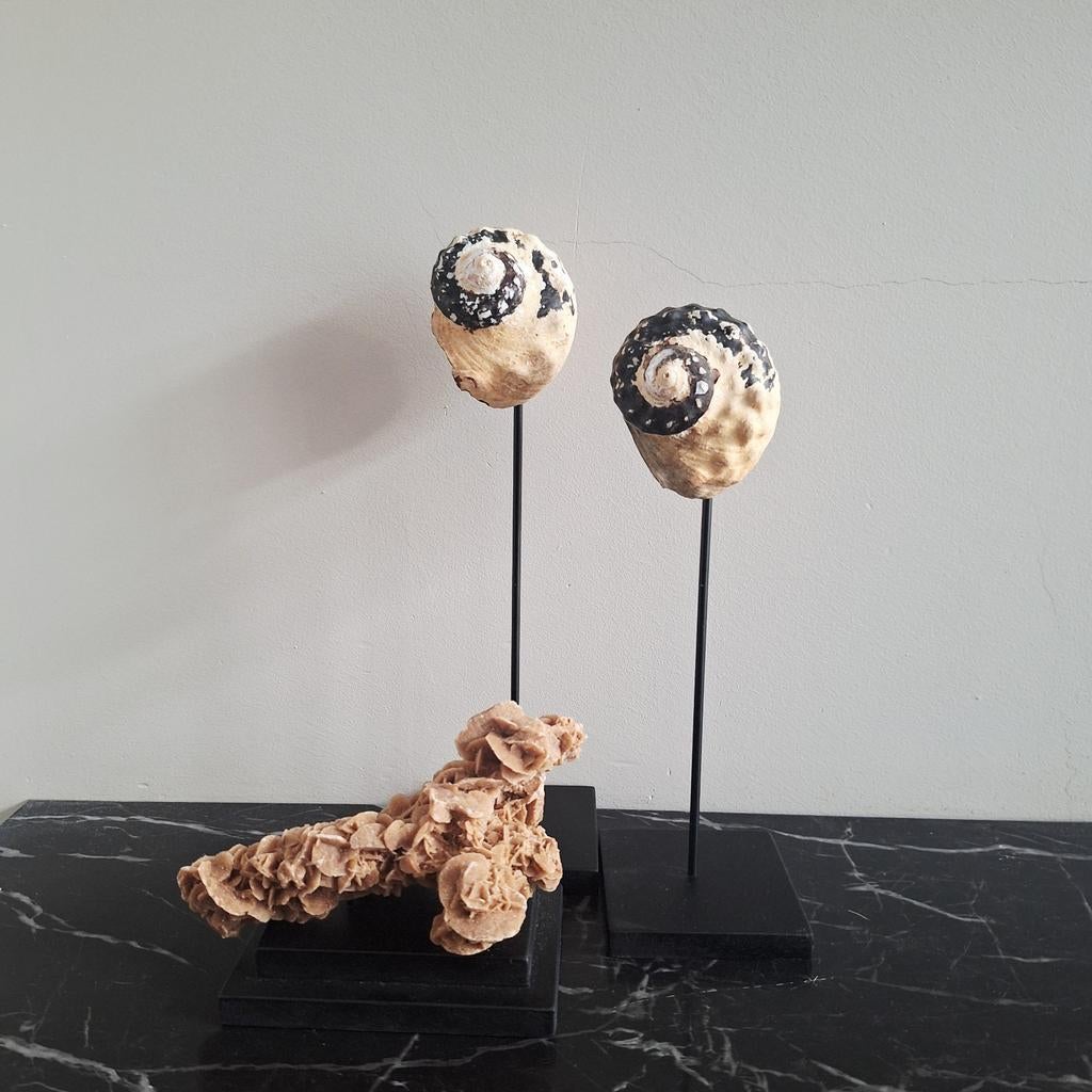 Sfeervolle set  ruwe schelpen ornament met woestijnroos, Huis en Inrichting, Woonaccessoires | Overige, Ophalen of Verzenden