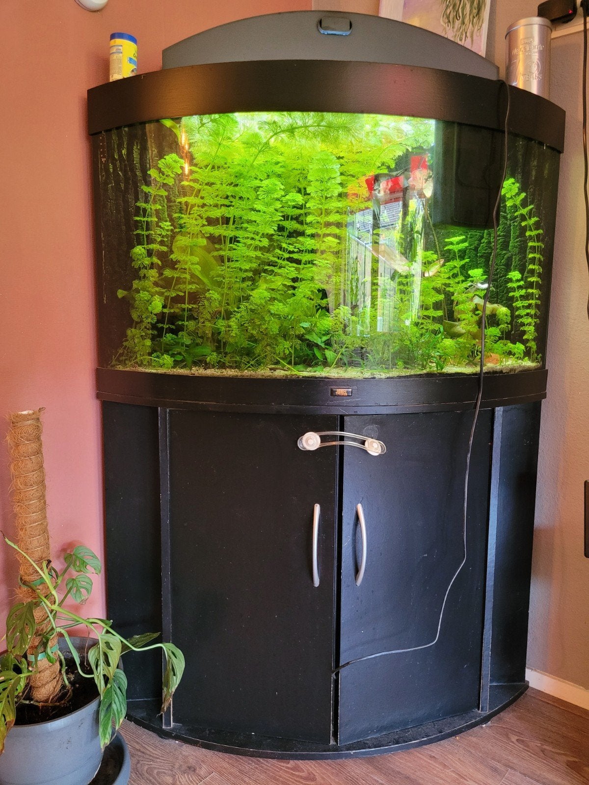 Juwel Trigon 190 Aquarium met meubel, plantjes en vissen, Dieren en Toebehoren, Ophalen, Gevuld zoetwateraquarium
