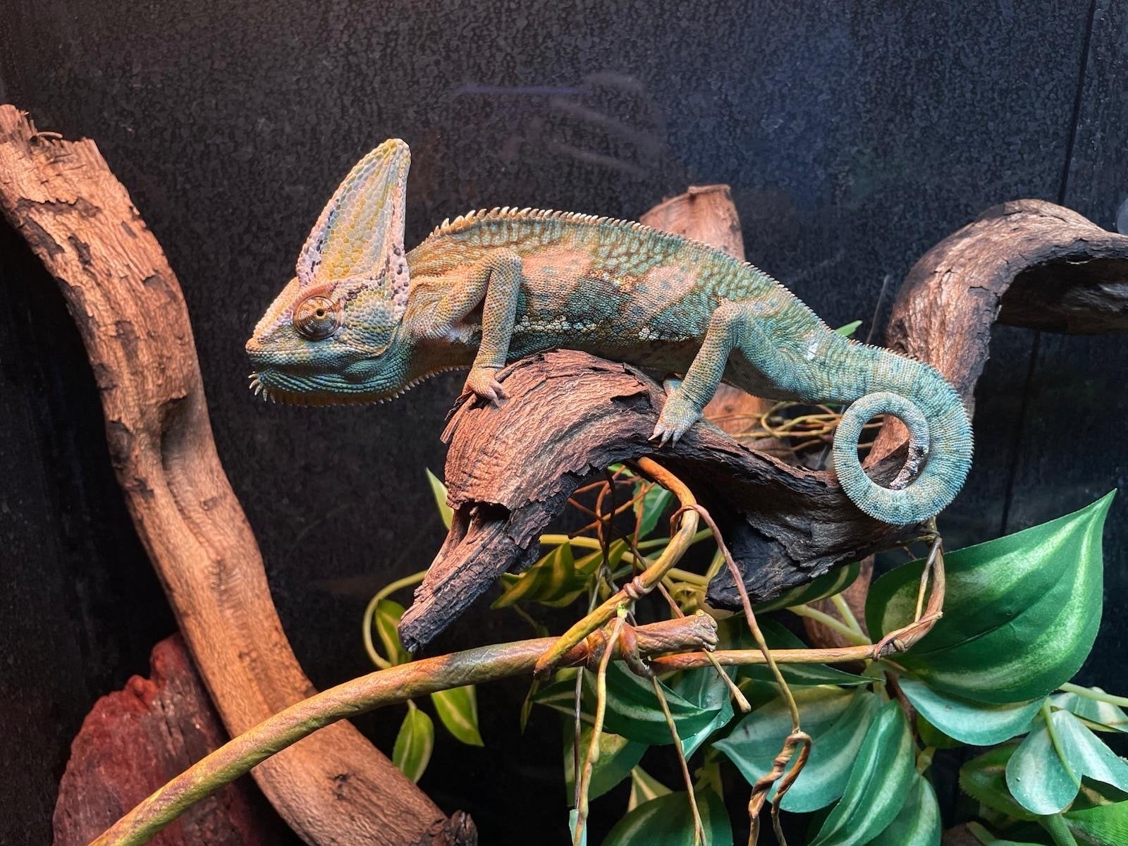 Jemenkameleon (chamaeleo calyptratus) Chameleon photo 5
